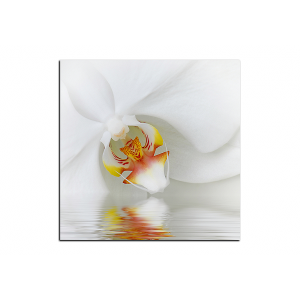 Obraz na plátně - Detailní záběr bílé orchideje - čtverec